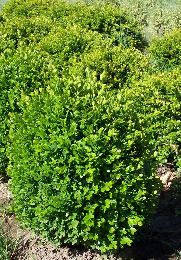 Самшит вечнозеленый suffruticosa