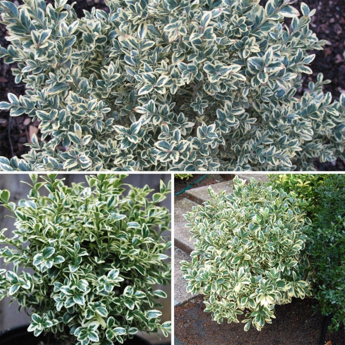 Самшит вечнозеленый элеганс