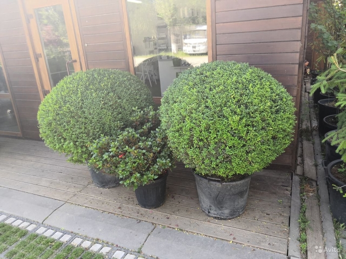 Самшит вечнозеленый