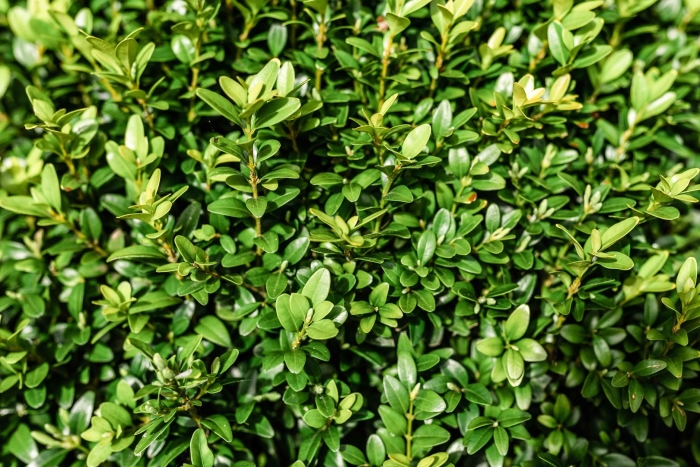 Buxus sempervirens самшит