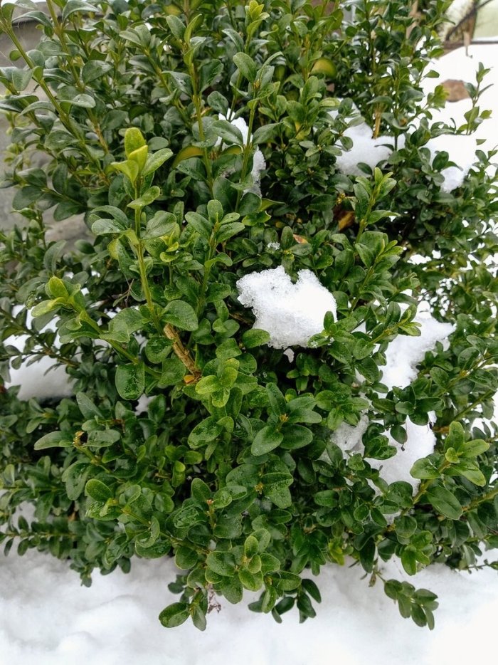 Самшит вечнозеленый зимой