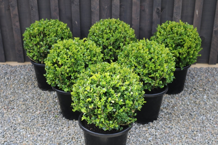 Самшит буксус