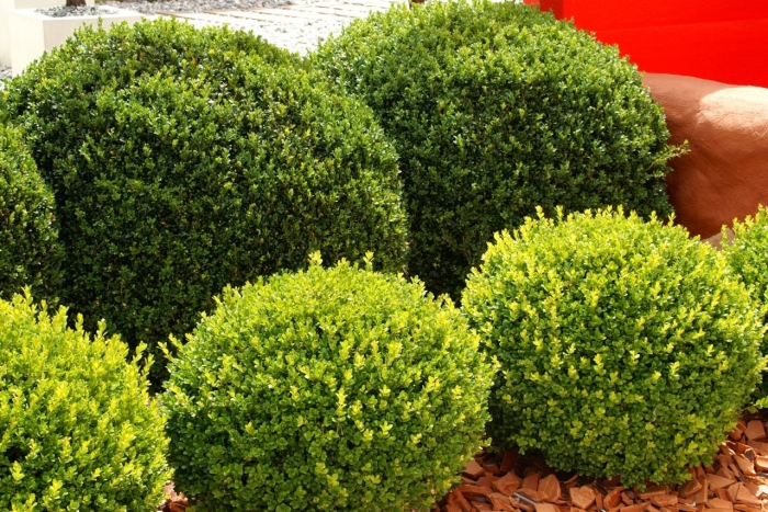 Buxus sempervirens изгородь