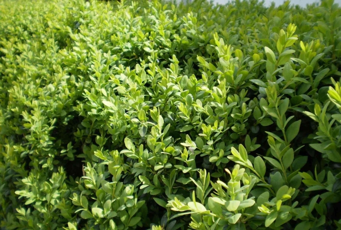 Самшит буксус