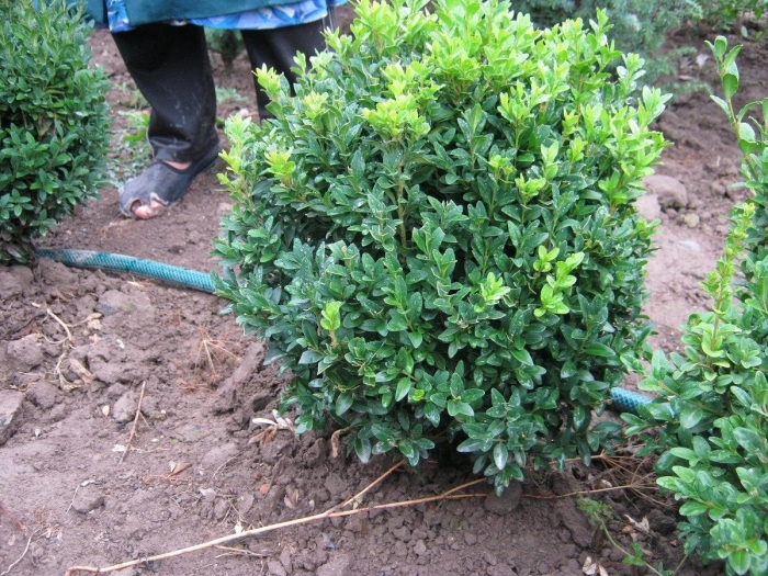 Вечнозеленый кустарник самшит