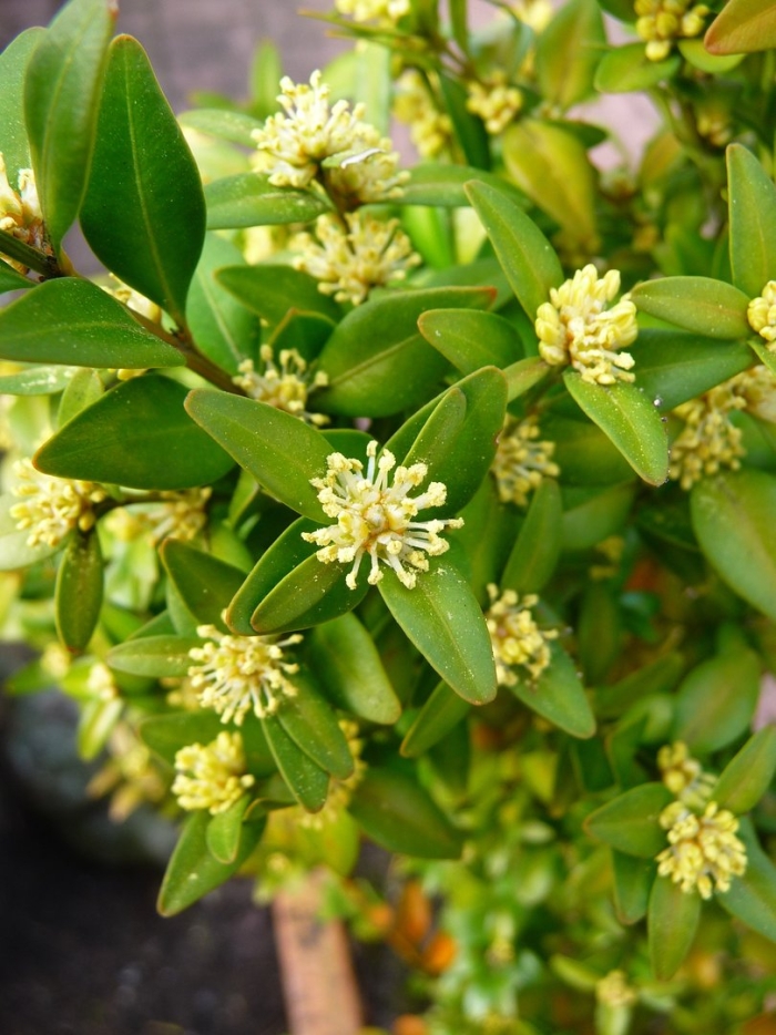 Самшит цветение