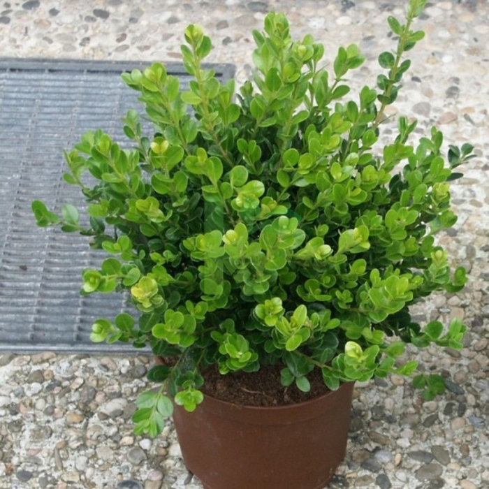 Мирт самшит