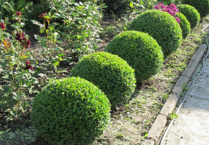 Самшит вечнозеленый шаровидный