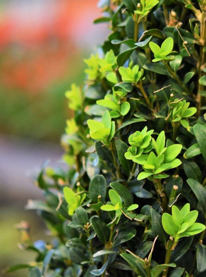 Самшит буксус