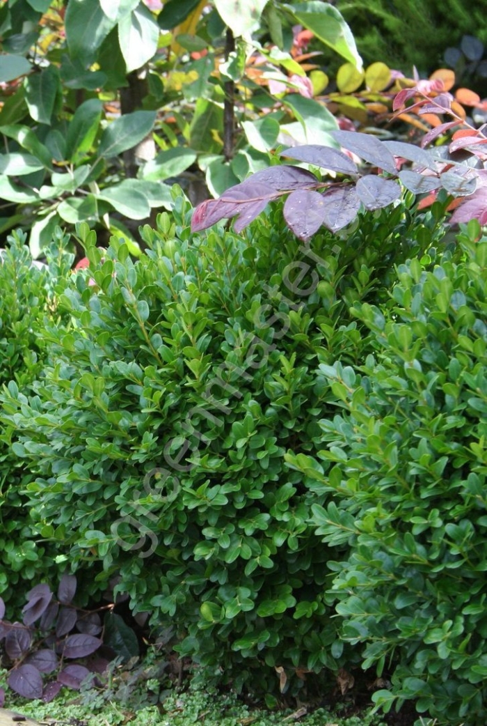 Самшит куст