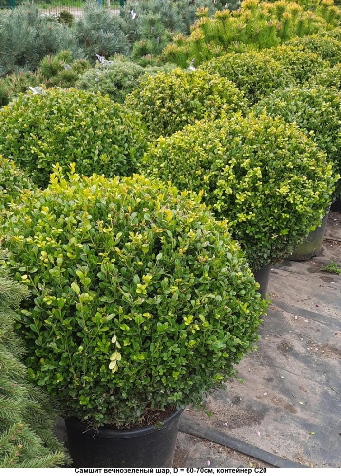 Самшит винтер джем