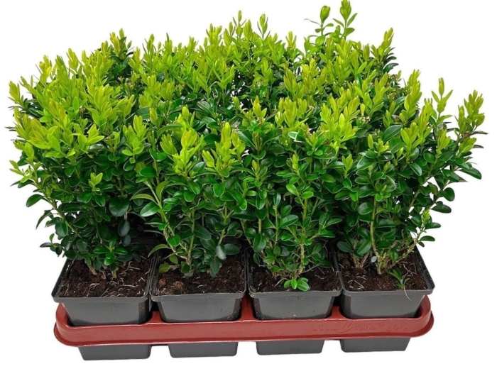 Самшит куст