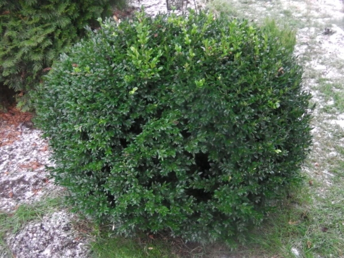 Самшит мелколистный винтер джем