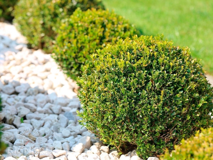 Вечнозеленый кустарник самшит