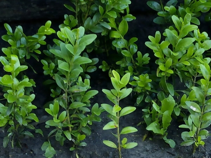 Самшит растение