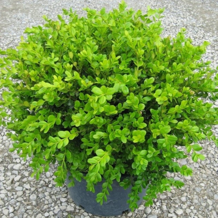 Самшит буксус