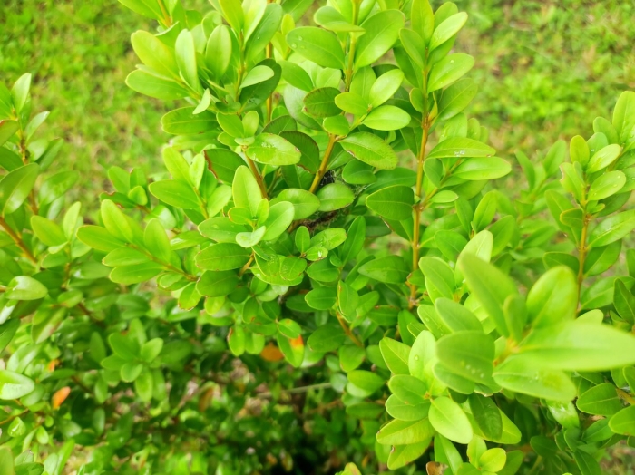 Самшит куст