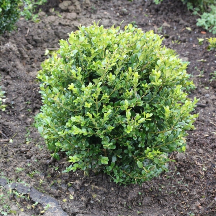 Буксус (самшит) куст