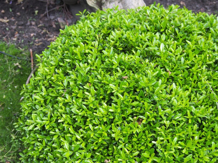 Buxus sinica