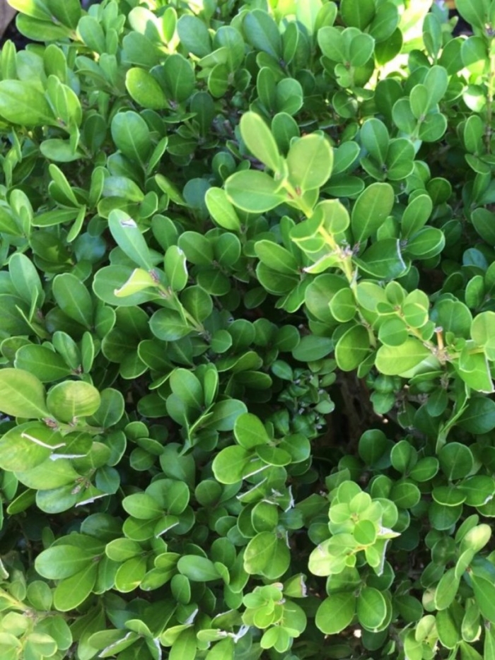 Самшит мелколистный