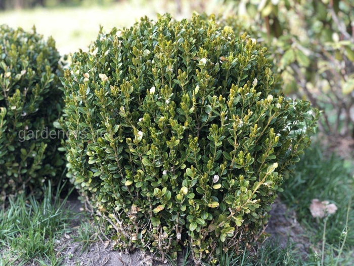 Самшит вечнозеленый колоновидный