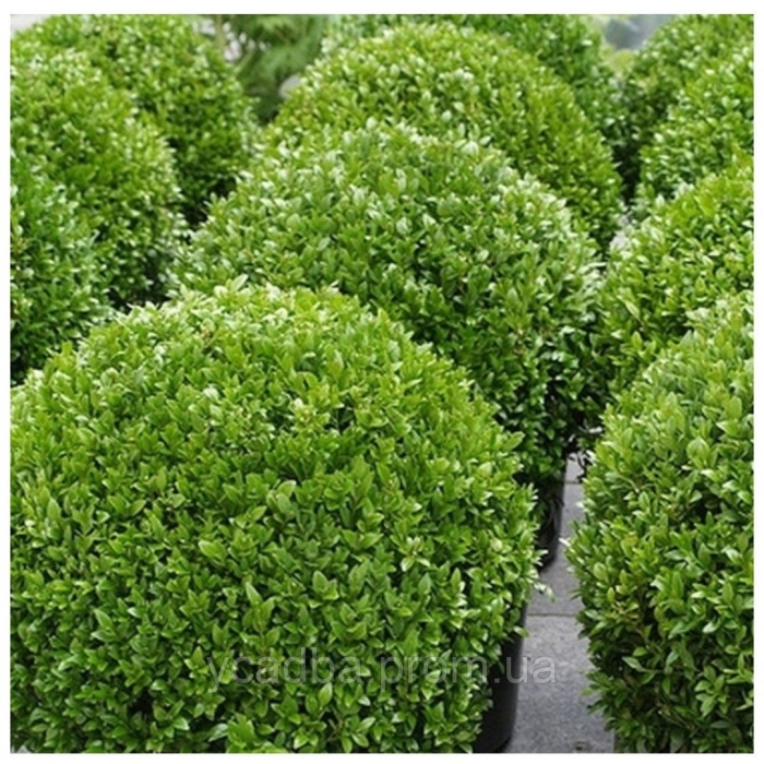 Самшит вечнозеленый buxus sempervirens