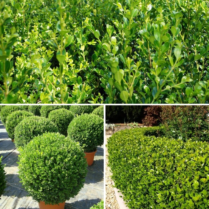 Самшит мелколистный faulkner