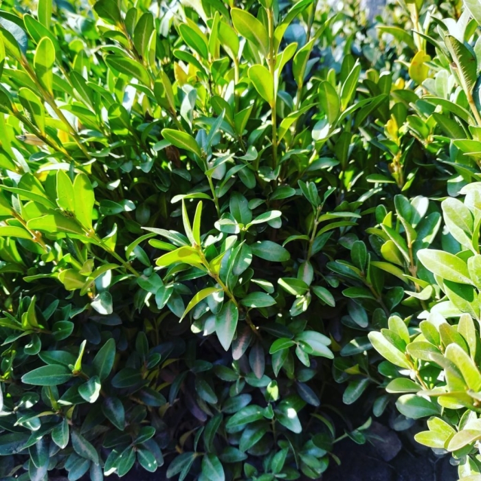 Самшит буксус