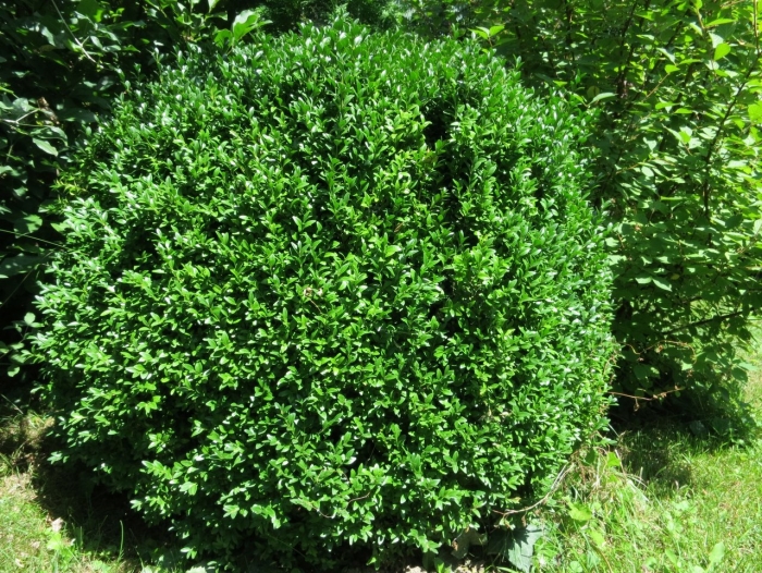 Самшит вечнозеленый конус