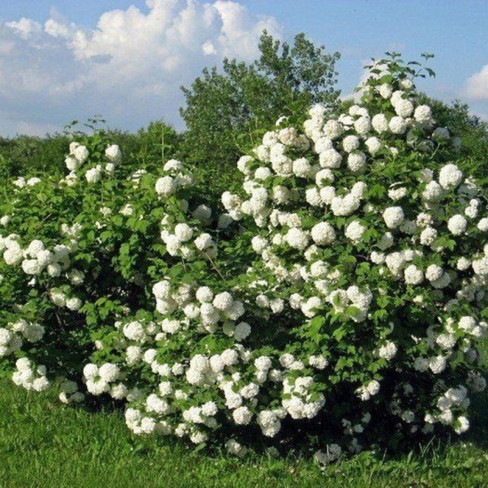 Калина бульденеж