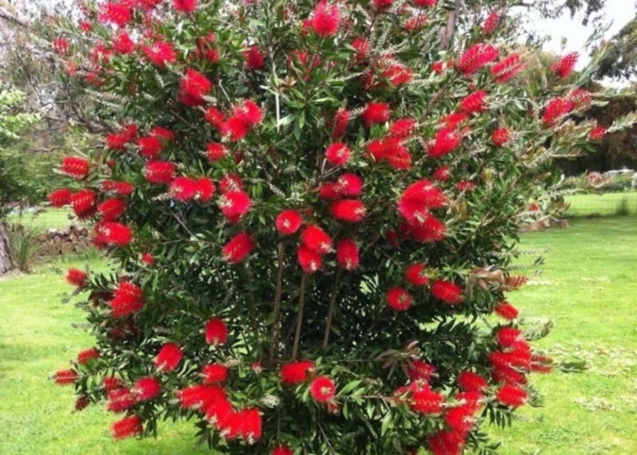 Callistemon laevis