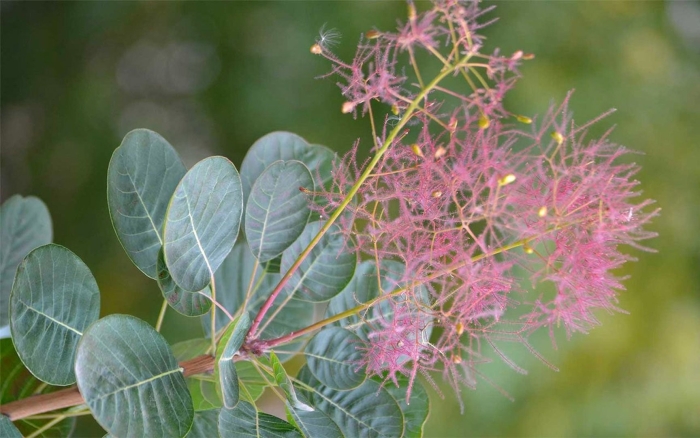 Скумпия кожевенная cotinus coggygria