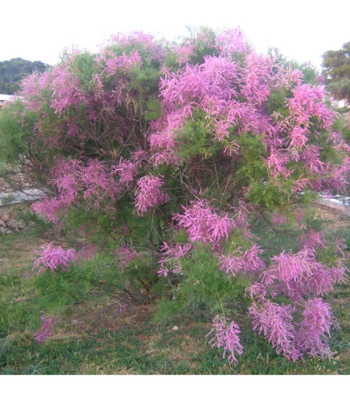 Тамарикс рамосиссима