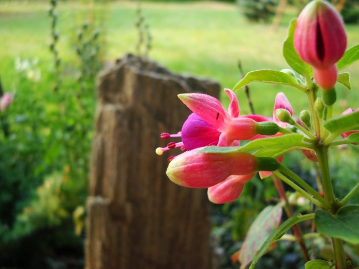 Цветущее растение