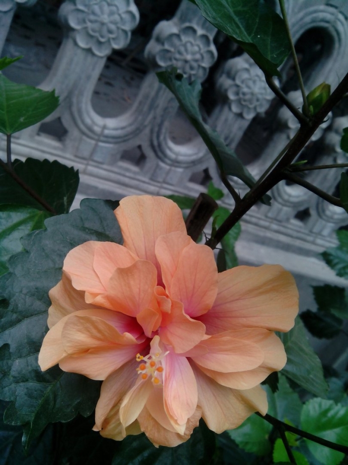 Гибискус априкот