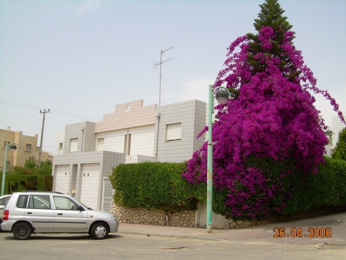 Лиана бугенвиллия