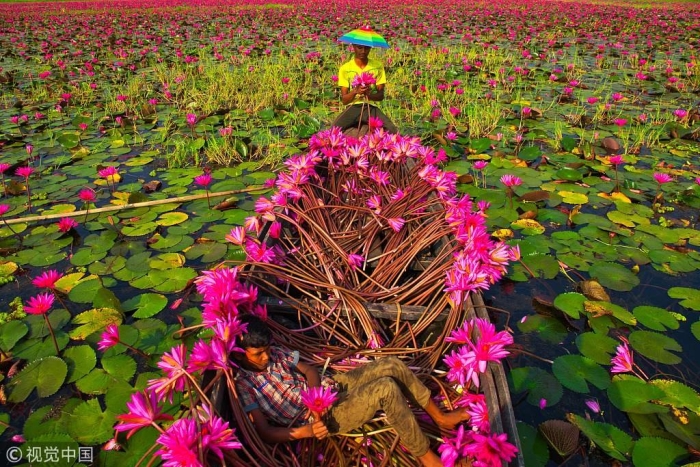 Сундарбан бангладеш лотосы