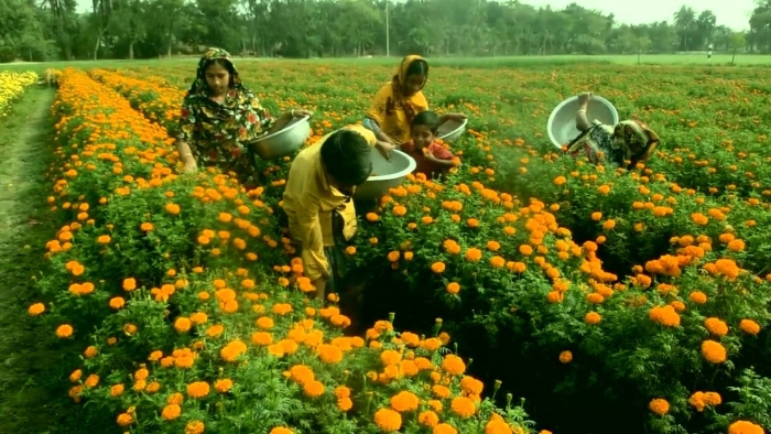 Marigold (gumitir garden)