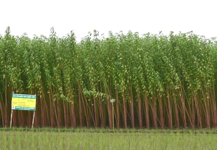 Jute cultivation