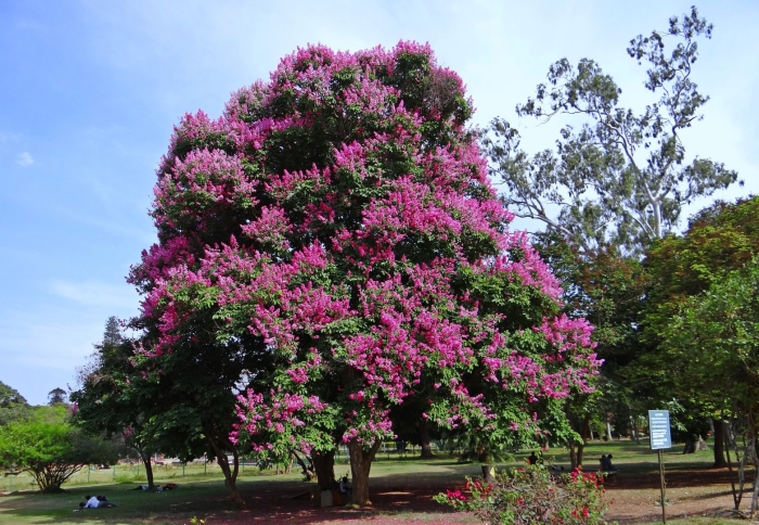 Дерево crape myrtle