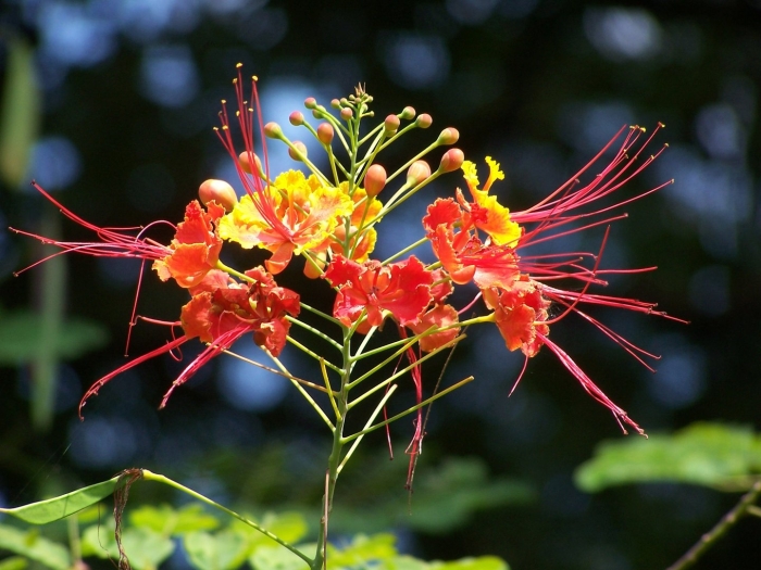 Caesalpinia pulcherrima