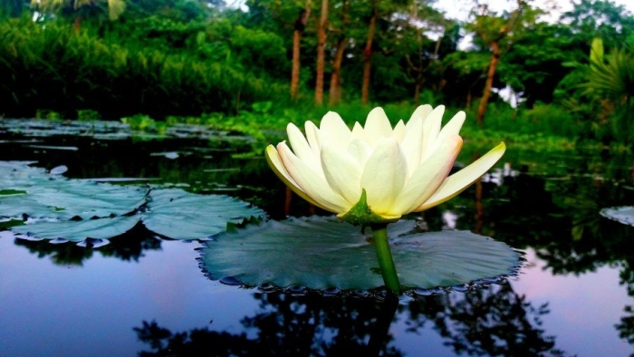 Кувшинка белая водяная лилия