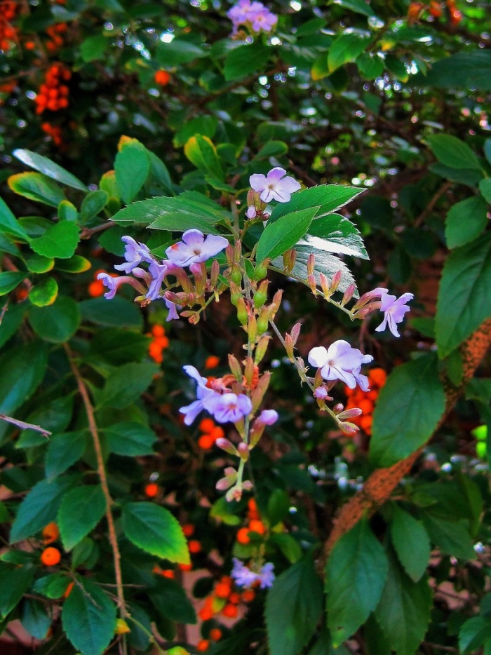 Дуранта цветок