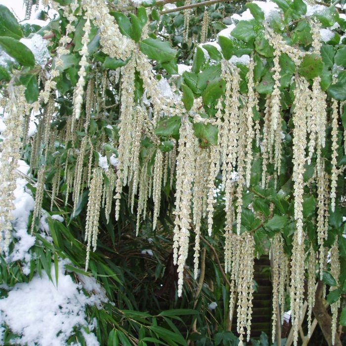 Гаррия эллиптическая