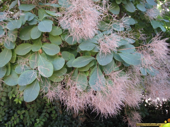 Скумпия кожевенная