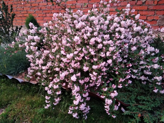 Дейция пурпурная калмифлора