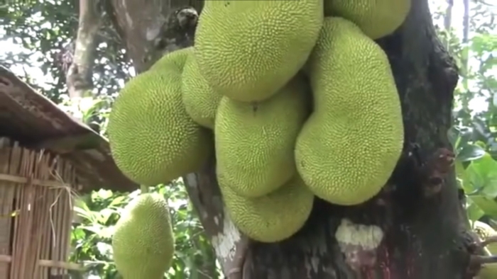 Хлебное дерево джекфрут