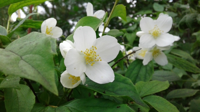 Жасмин чубушник плод