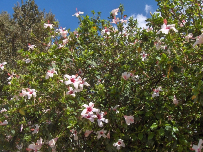 Hibiscus rosa sinensis