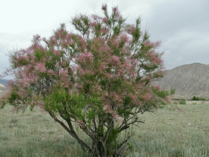 Тамарикс многоветвистый